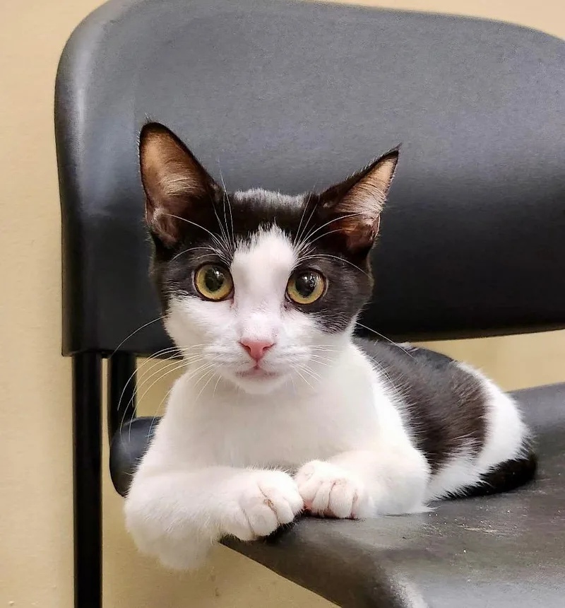 A young medium-sized female Domestic Short Hair cat named Maureen for adoption in Cumming, GA