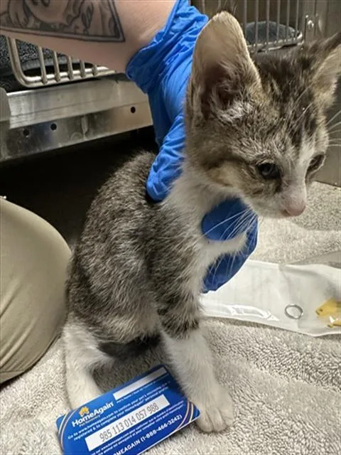 A baby small-sized male Domestic Short Hair cat named Pancetta for adoption in San Luis Obispo, CA