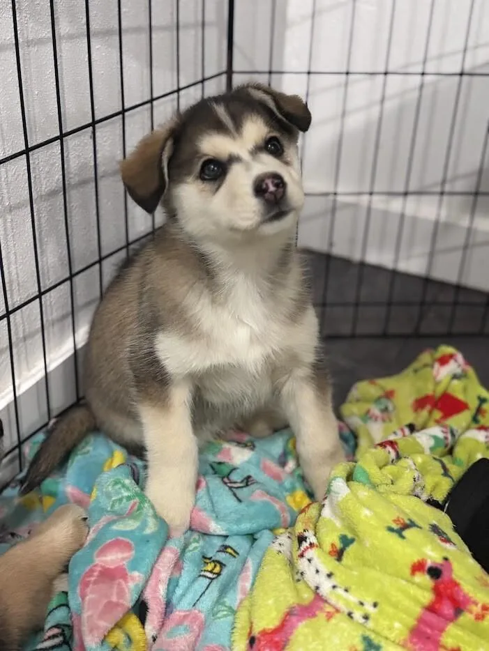 A young medium-sized female Husky dog named Twyla for adoption in renton, WA