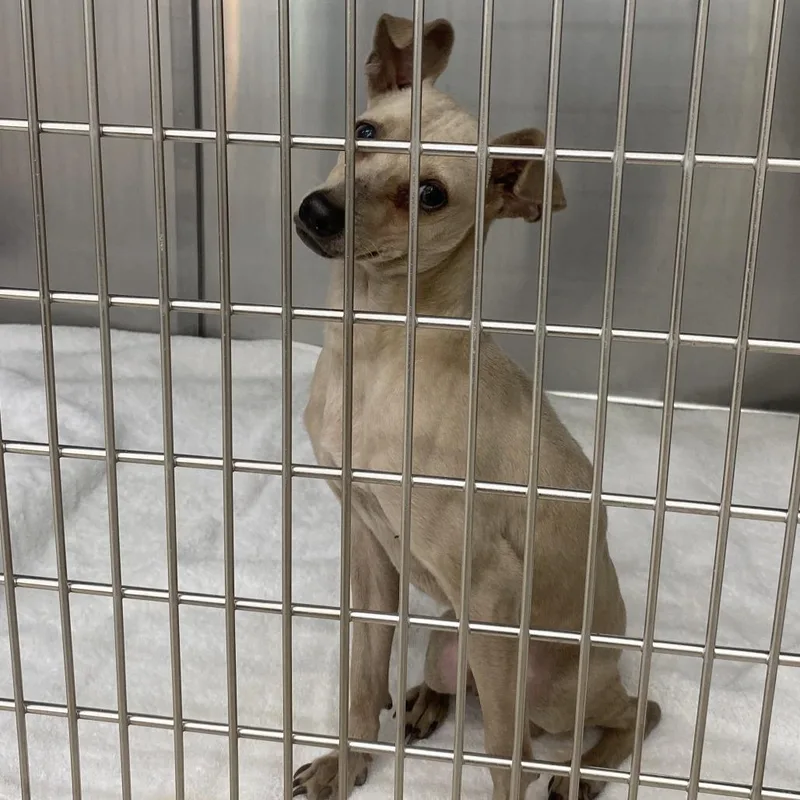 An adult small-sized male Yellow / Tan / Blond / Fawn Mixed Breed dog named Tom for adoption in Auburn, AL