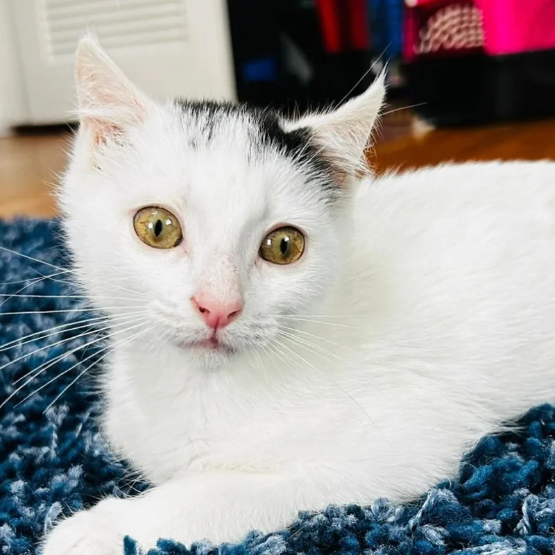 A baby medium-sized female White Domestic Short Hair cat named Gucci for adoption in Washington, PA