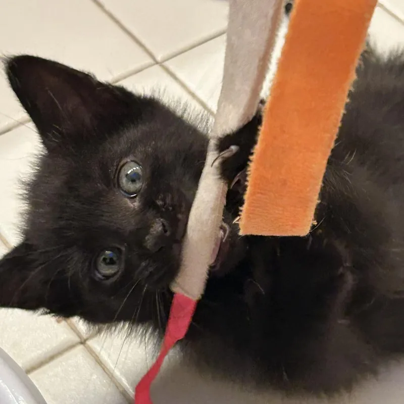 A baby small-sized male Domestic Short Hair cat named Oscar for adoption in Fairfax, VA