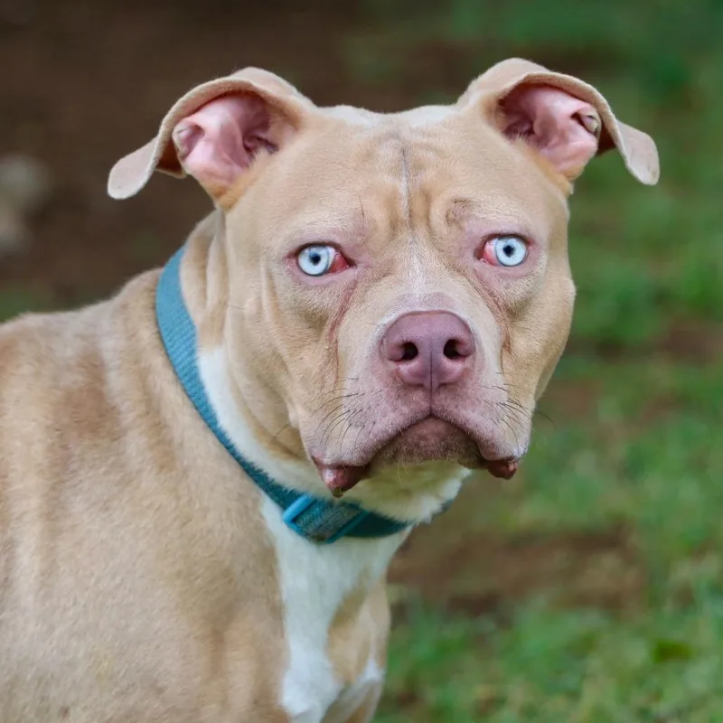 An adult medium-sized male Yellow / Tan / Blond / Fawn Mixed Breed dog named Googly for adoption in Allentown, PA