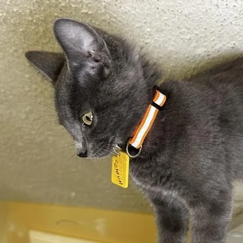 A baby medium-sized male Gray / Blue / Silver Russian Blue cat named Samuel  Handsome and for adoption in Hoquiam, WA