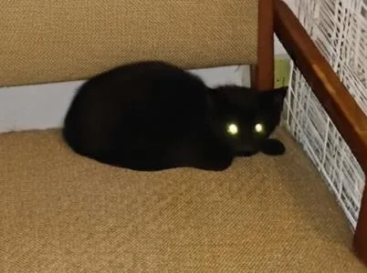 A baby medium-sized male Black Domestic Short Hair cat named Sweetheart for adoption in Dyer, IN