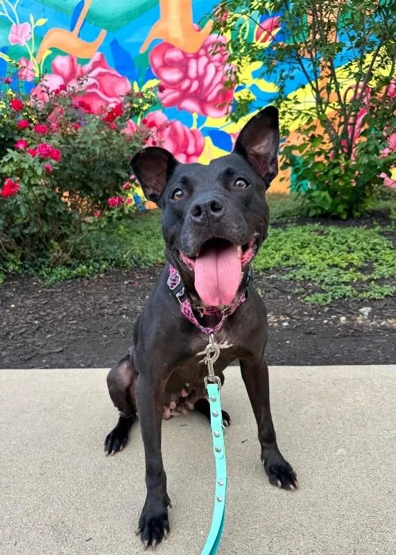 An adult large-sized female Black Mixed Breed dog named Poppi for adoption in Cincinnati, OH