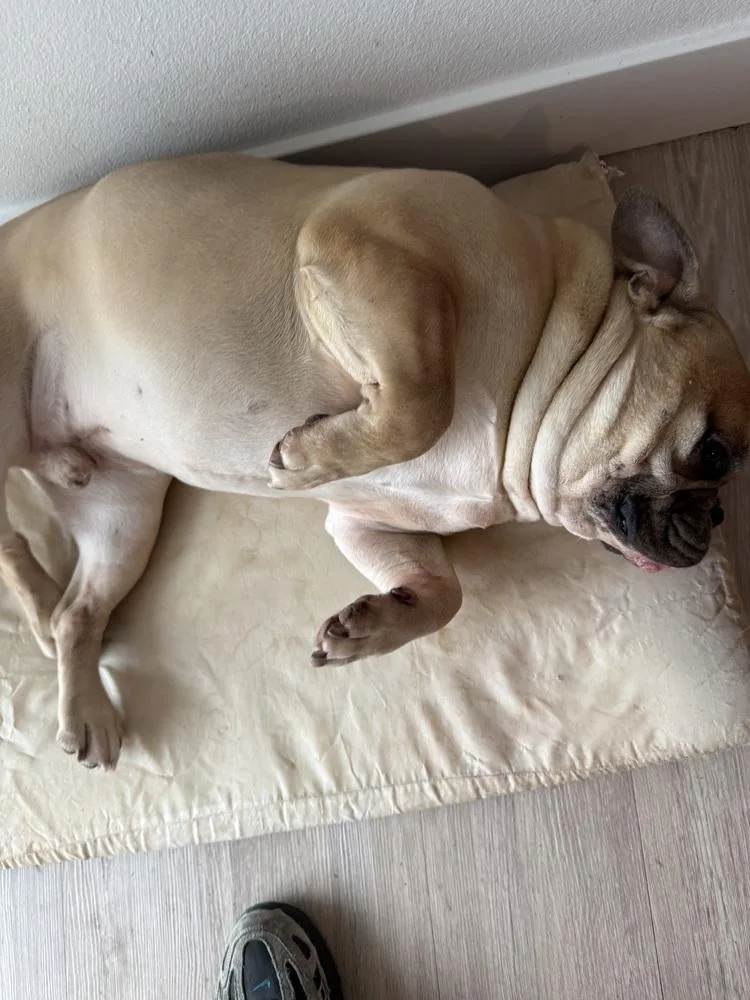 An adult medium-sized male French Bulldog dog named Bart for adoption in ventura, CA