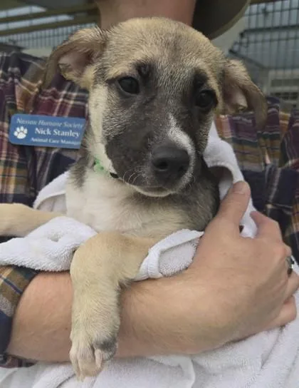 A baby medium-sized male Tricolor (Brown, Black, & White) Mixed Breed dog named Freddy for adoption in Fernandina Beach, FL