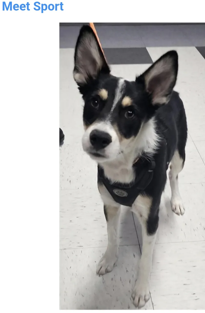 A baby medium-sized male Australian Cattle Dog / Blue Heeler dog named Sport for adoption in Salt Lake City, UT