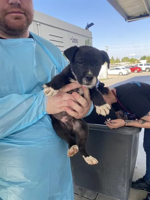 A baby small-sized male Black Shepherd dog named Erick Longtime Resident for adoption in Thousand Oaks, CA