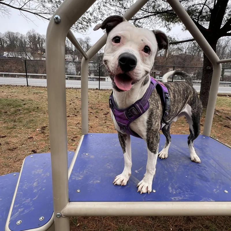 Sammy thumbnail 3