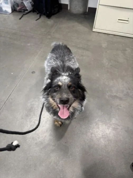 An adult medium-sized male Australian Cattle Dog / Blue Heeler dog named Nelson for adoption in Chatsworth, CA