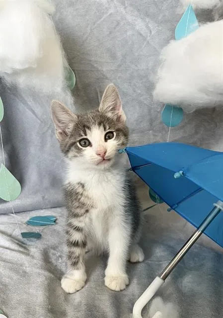 A baby small-sized male Domestic Short Hair cat named Stormy for adoption in Camarillo, CA