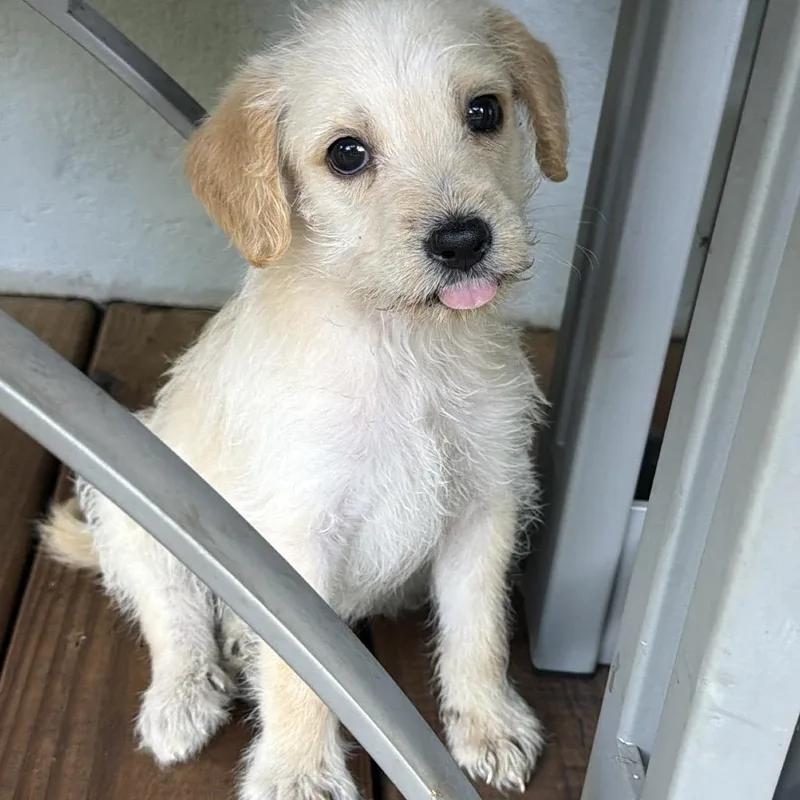 A baby small-sized male White / Cream Mixed Breed dog named Puck for adoption in Rossville, GA