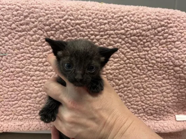 A baby small-sized female Domestic Short Hair cat named Camille for adoption in Pensacola, FL