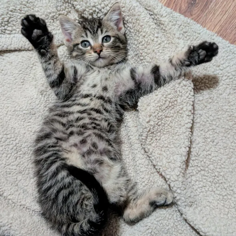 A baby small-sized male Brown / Chocolate Domestic Short Hair cat named Chas for adoption in Lexington, KY