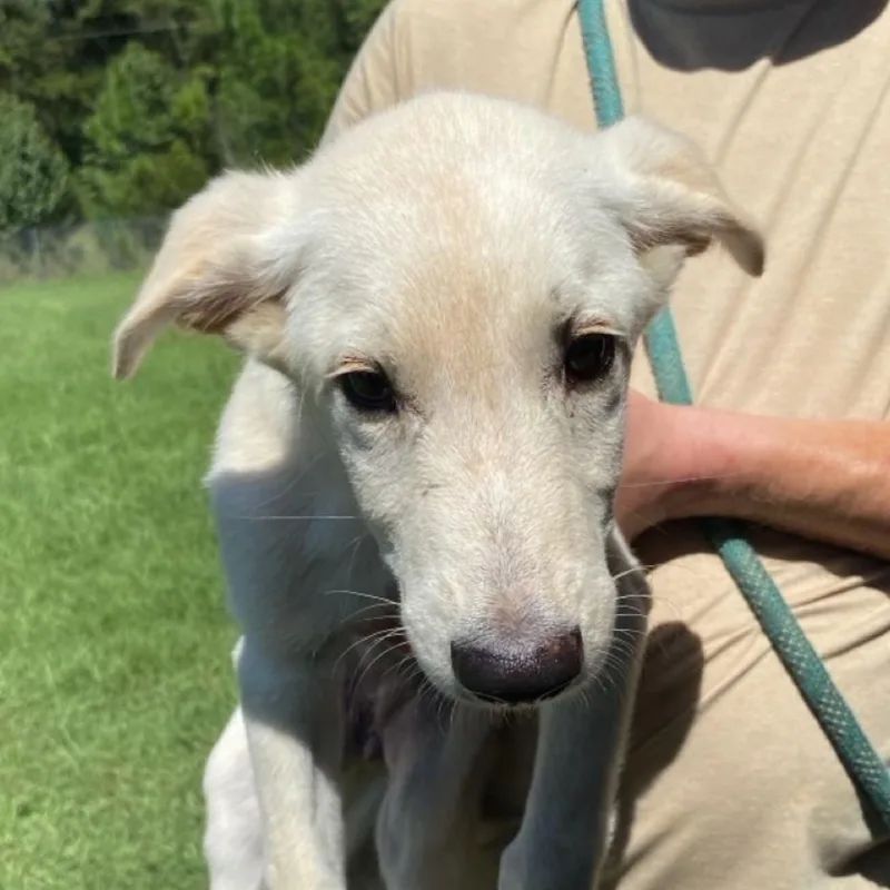 A baby medium-sized female Yellow / Tan / Blond / Fawn German Shepherd Dog dog named Fallen Angel for adoption in Hattiesburg, MS