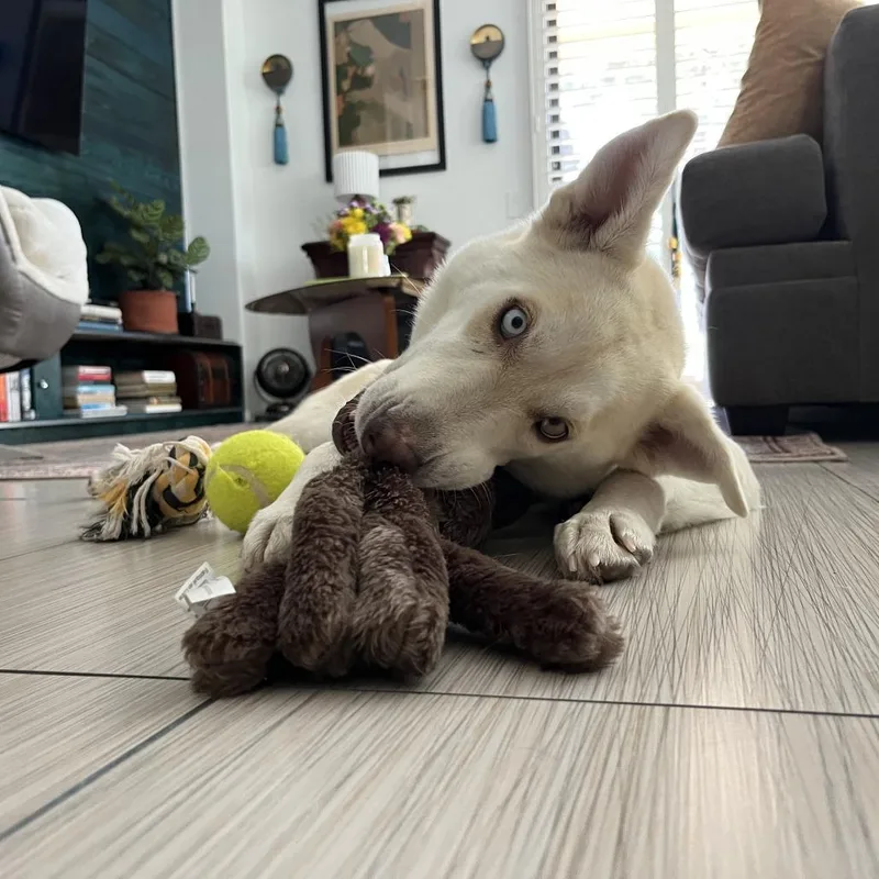 An adult medium-sized female White / Cream Husky dog named Diamond for adoption in Palm Springs, CA
