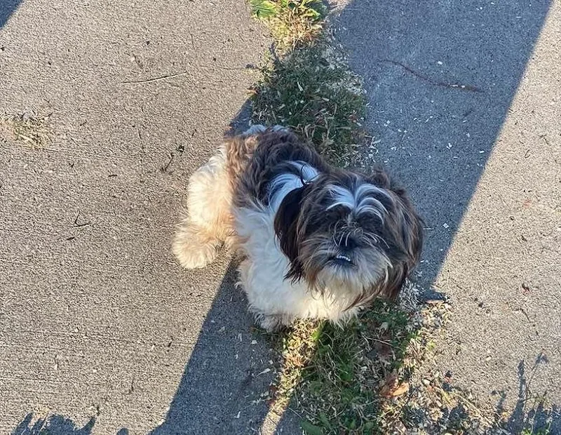 An adult small-sized male Shih Tzu dog named Gucci for adoption in Mora, MN