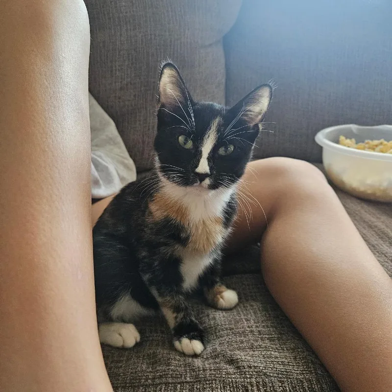 A young small-sized female Tortoiseshell Domestic Short Hair cat named Aj for adoption in Spring Hill, KS