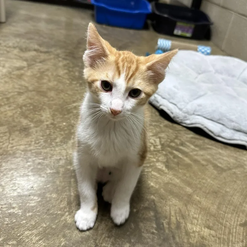 A baby medium-sized male Tabby (Orange / Red) Domestic Short Hair cat named Legend for adoption in Collierville, TN