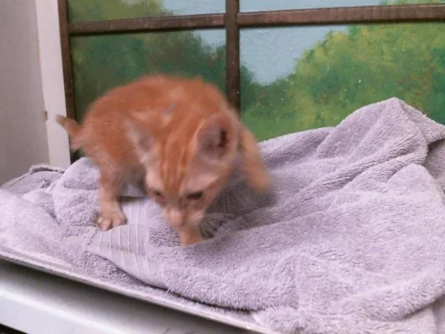 A baby small-sized male Domestic Short Hair cat named Nathan for adoption in Houston, TX