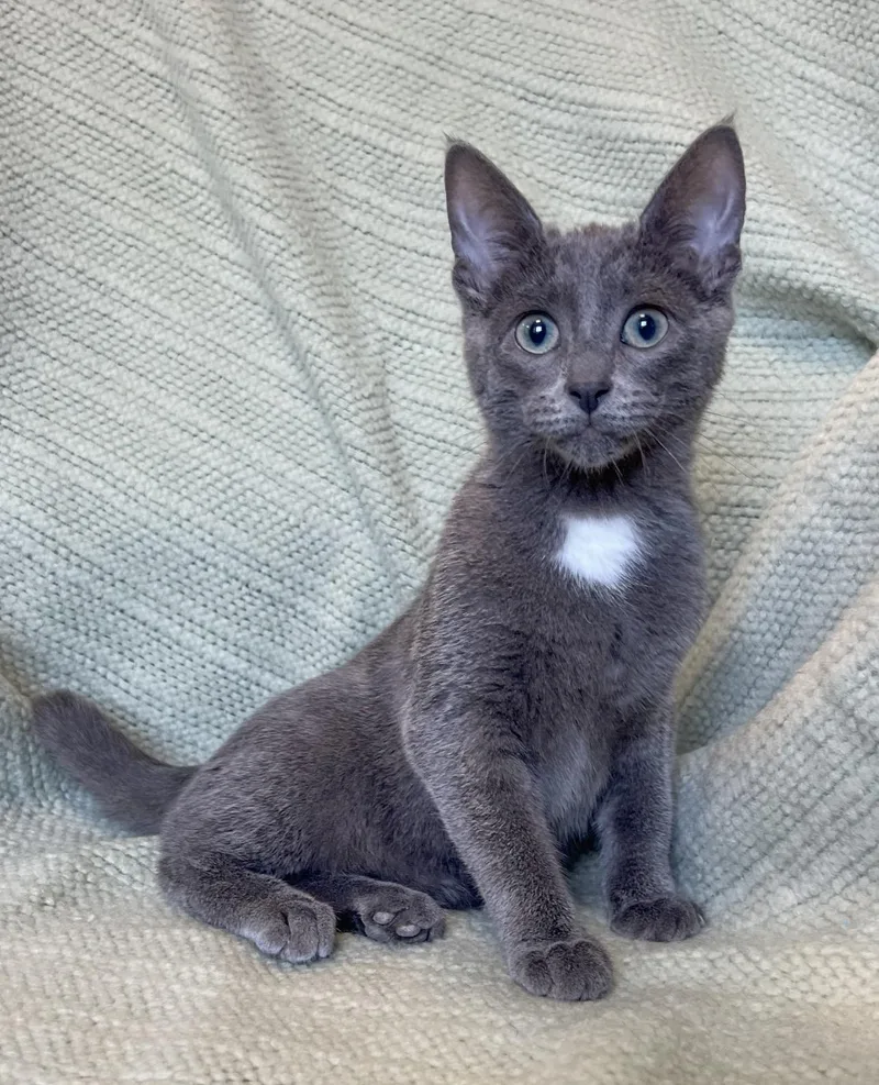 A baby medium-sized female Domestic Short Hair cat named Mercedes for adoption in St. Ignace, MI
