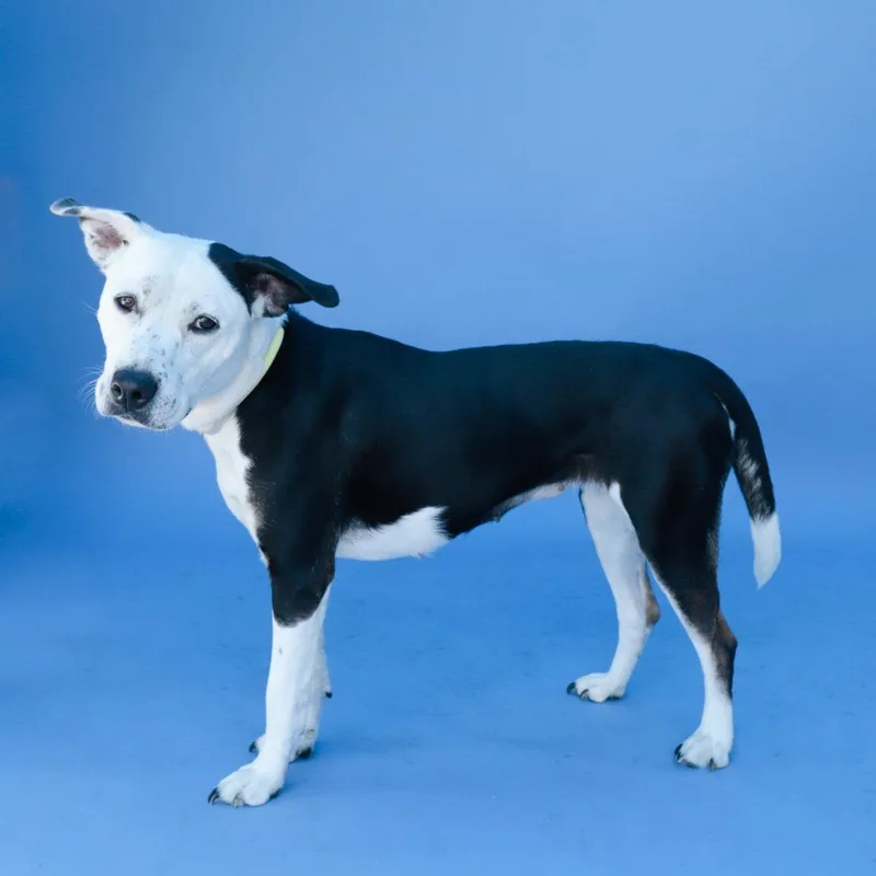 A young medium-sized female Pit Bull Terrier dog named Baby Loyalty for adoption in Pasadena, CA