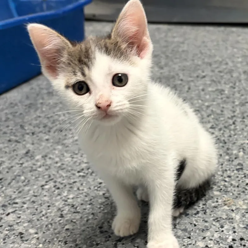 A baby medium-sized female White Domestic Short Hair cat named Spot for adoption in Circleville, OH