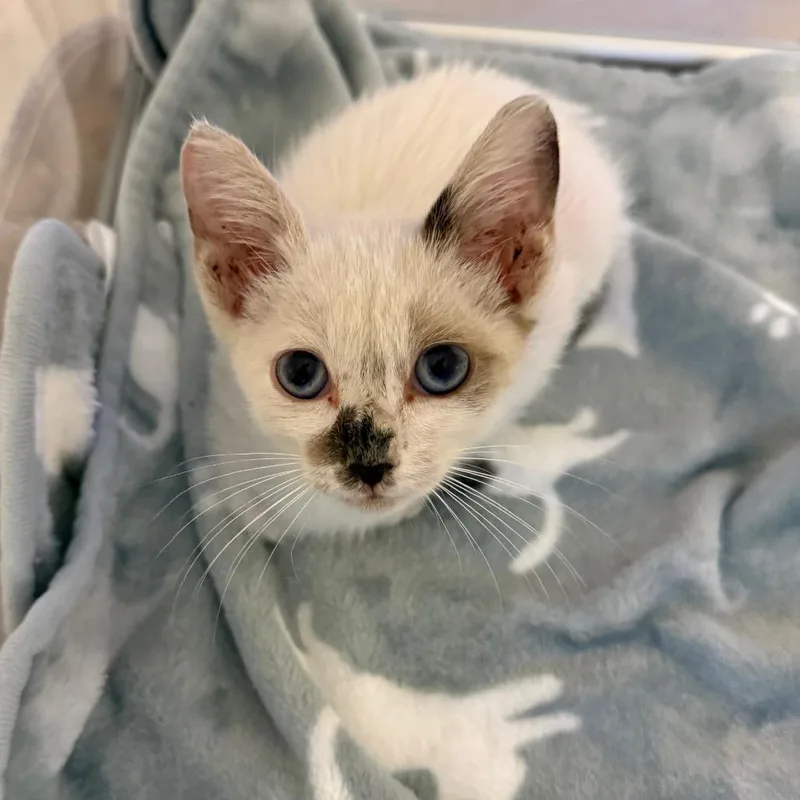 A baby small-sized male White Domestic Short Hair cat named Sharky for adoption in North Port, FL