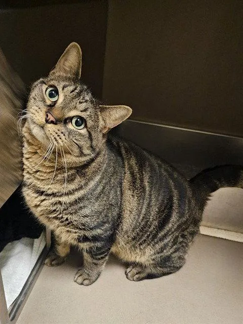 An adult medium-sized male Domestic Short Hair cat named Rocky for adoption in Clyde, NC