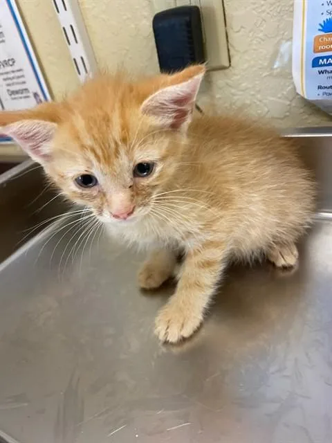 A baby small-sized female Domestic Short Hair cat named Nani for adoption in Fort Myers, FL