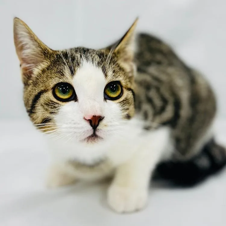 A young small-sized male Brown / Chocolate Domestic Short Hair cat named Scrappy for adoption in Greensburg, PA
