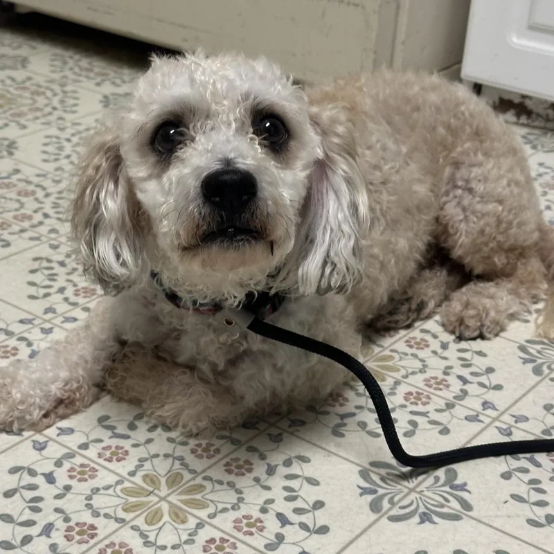 A young small-sized male Poodle dog named Lock for adoption in Yucaipa, CA