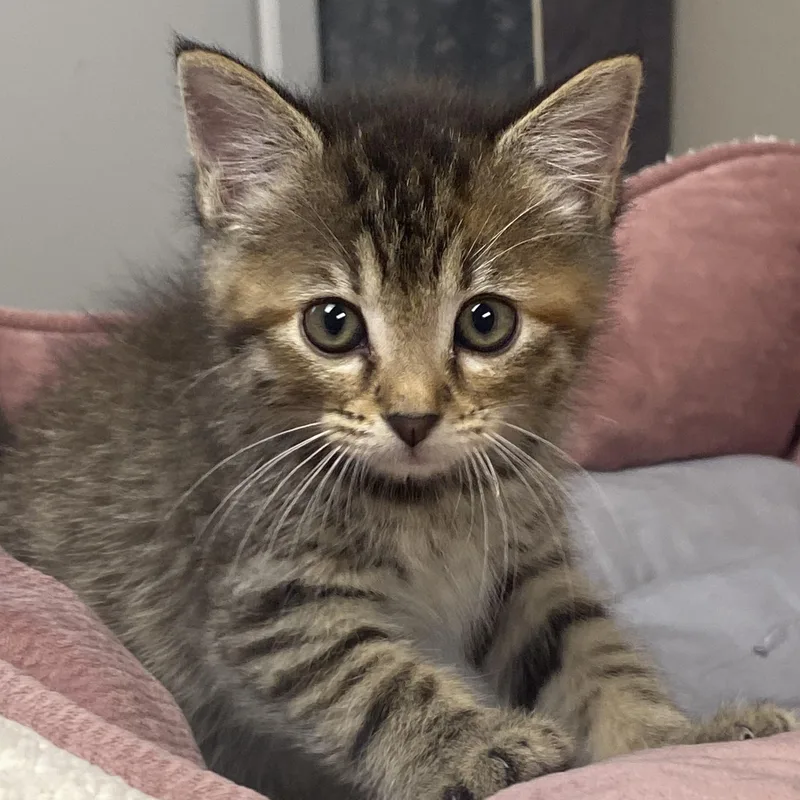 A baby small-sized female Domestic Medium Hair cat named Cricket for adoption in Hot Springs, AR