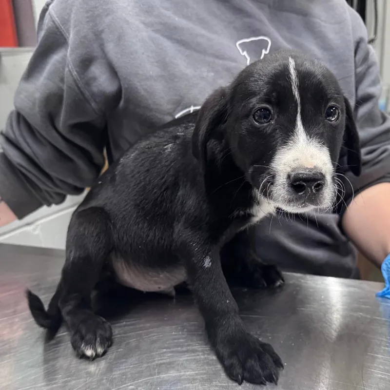 A baby small-sized male Black Mixed Breed dog named Cheeseburger for adoption in Summerville, SC