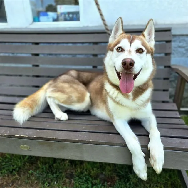 A young medium-sized male Husky dog named Tillamook for adoption in Long Beach, CA