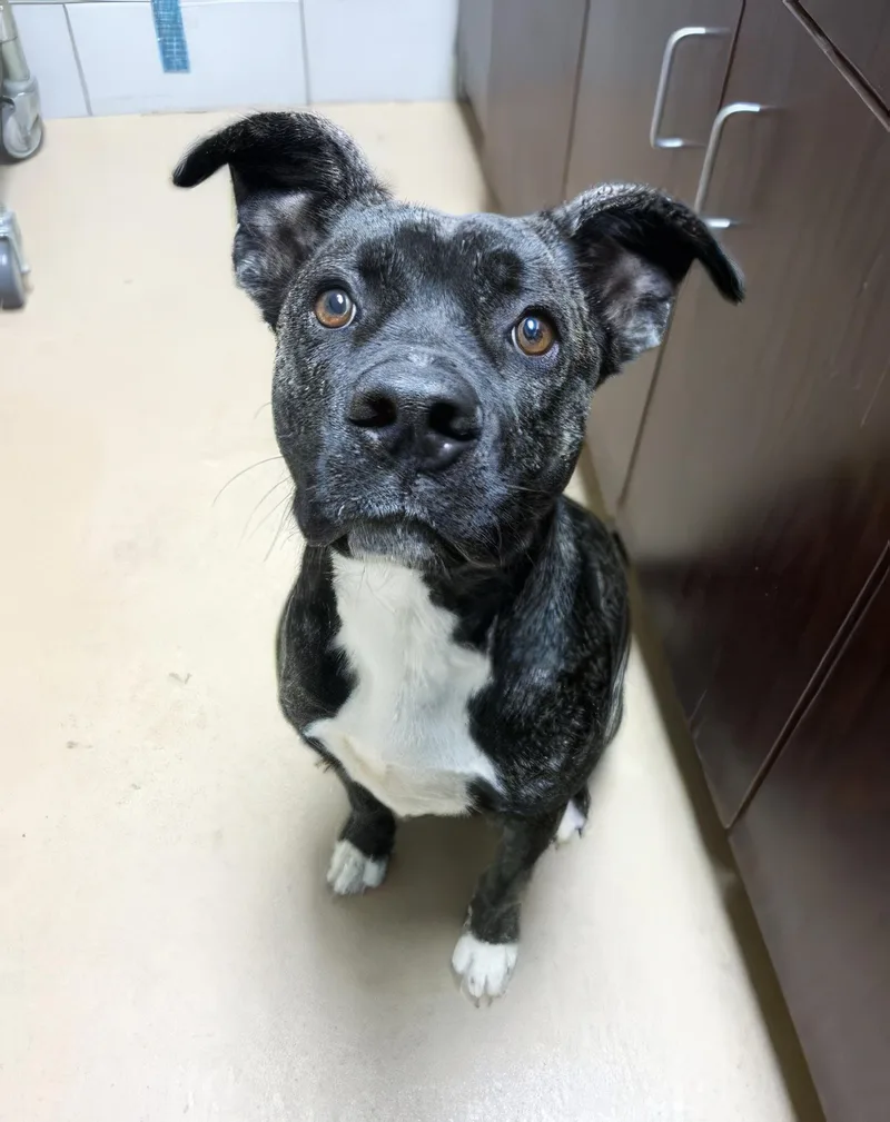 A young large-sized male Black Mixed Breed dog named Jeepers for adoption in Nashville, TN