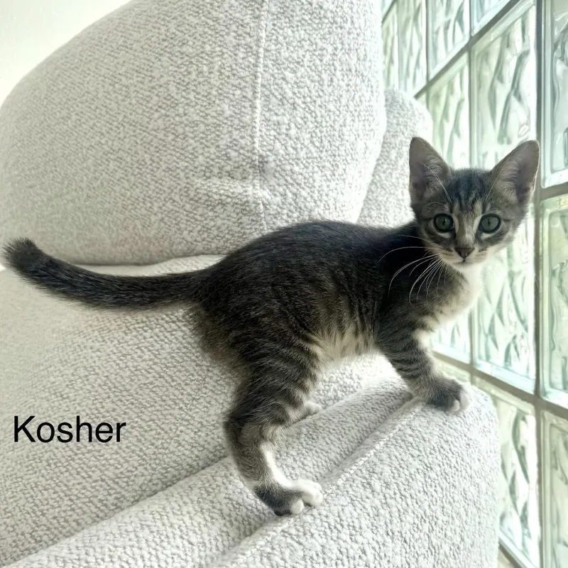 A baby small-sized female Brown / Chocolate Domestic Short Hair cat named Kosher for adoption in New Port Richey, FL