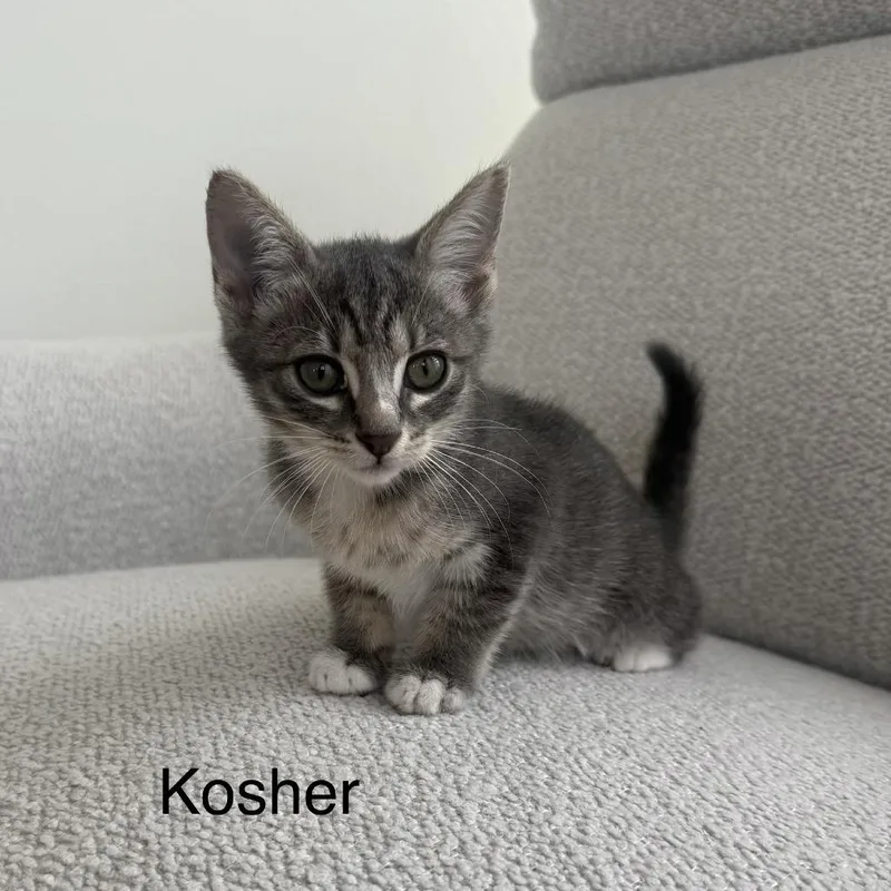 Kosher thumbnail 2