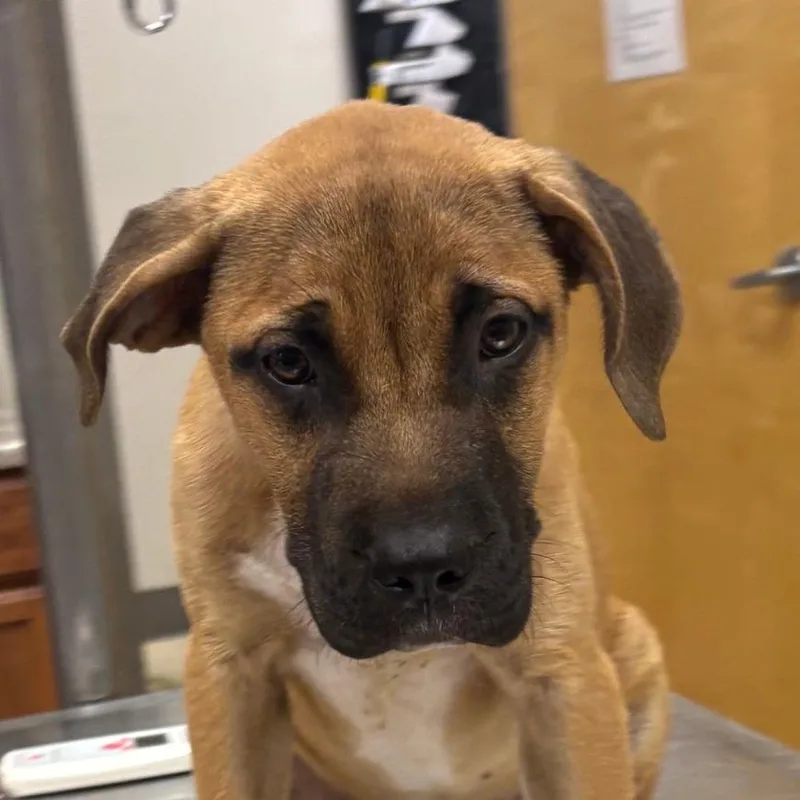 A young medium-sized male Yellow / Tan / Blond / Fawn Labrador Retriever dog named Shamus U for adoption in Tupelo, MS