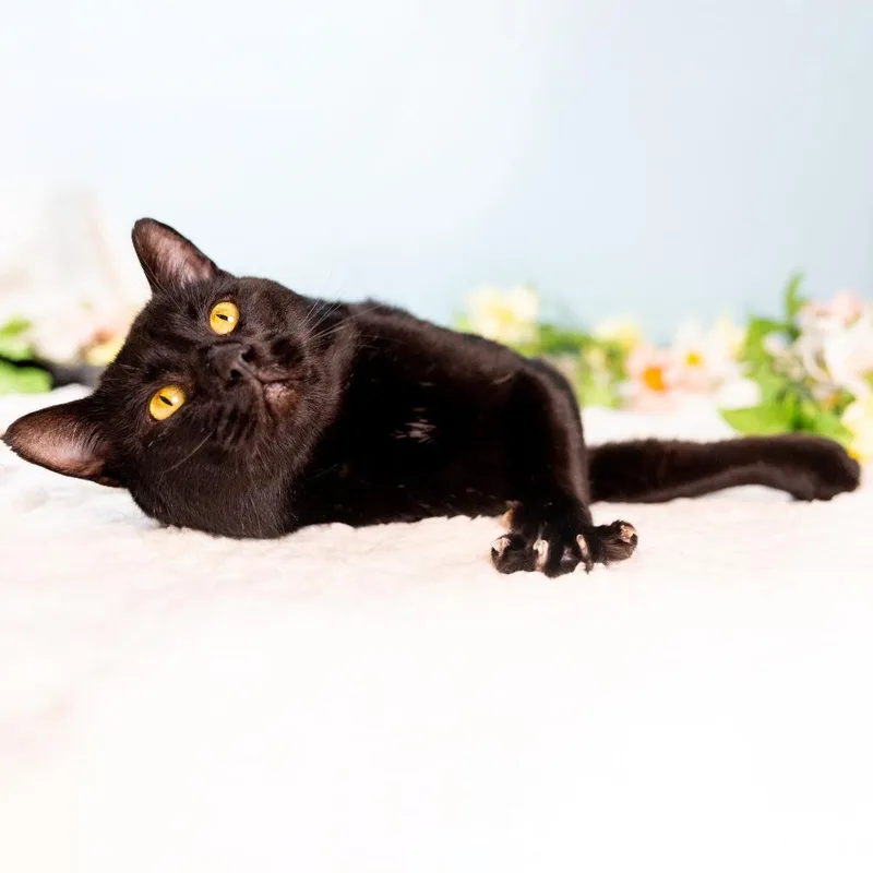 Cornbread thumbnail 3