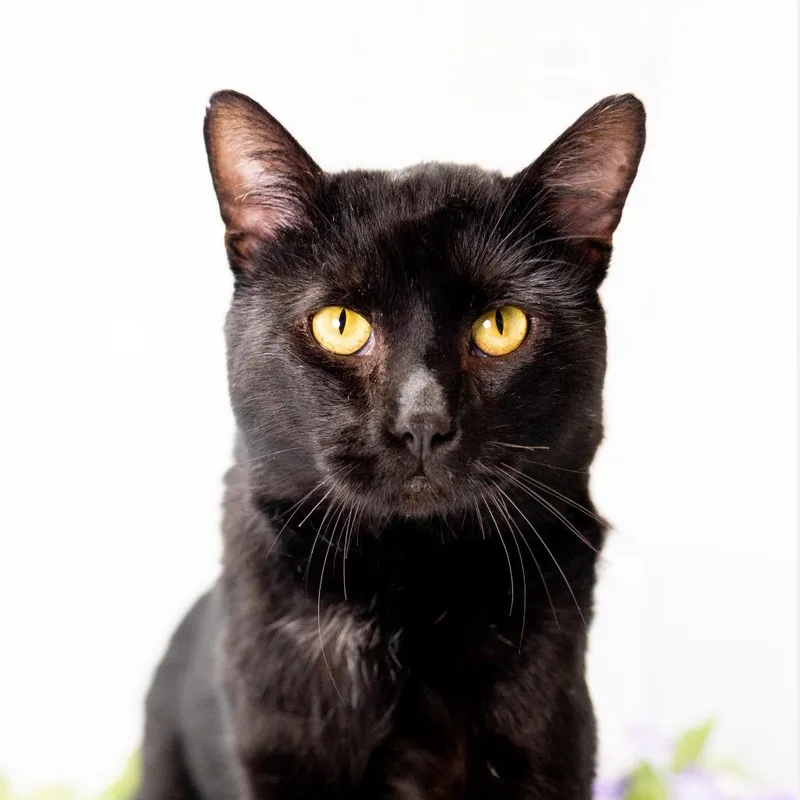 Cornbread thumbnail 4