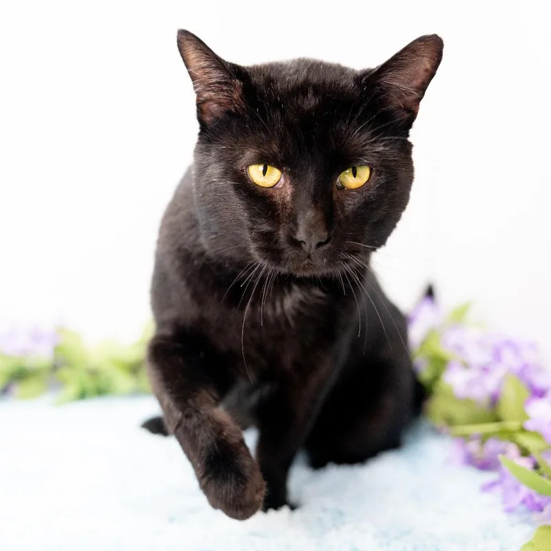 Cornbread thumbnail 5