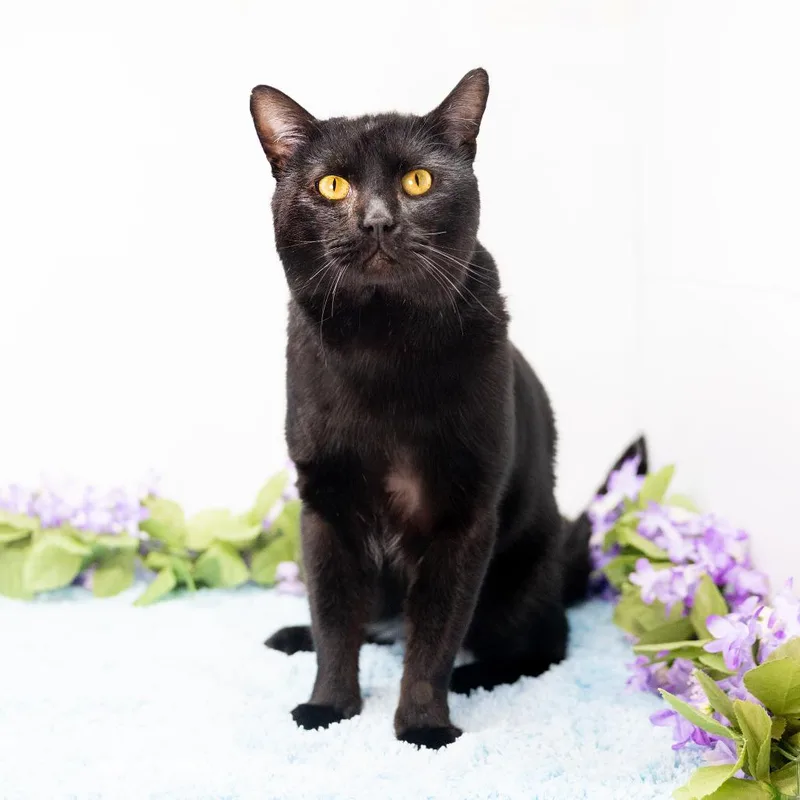 Cornbread thumbnail 6