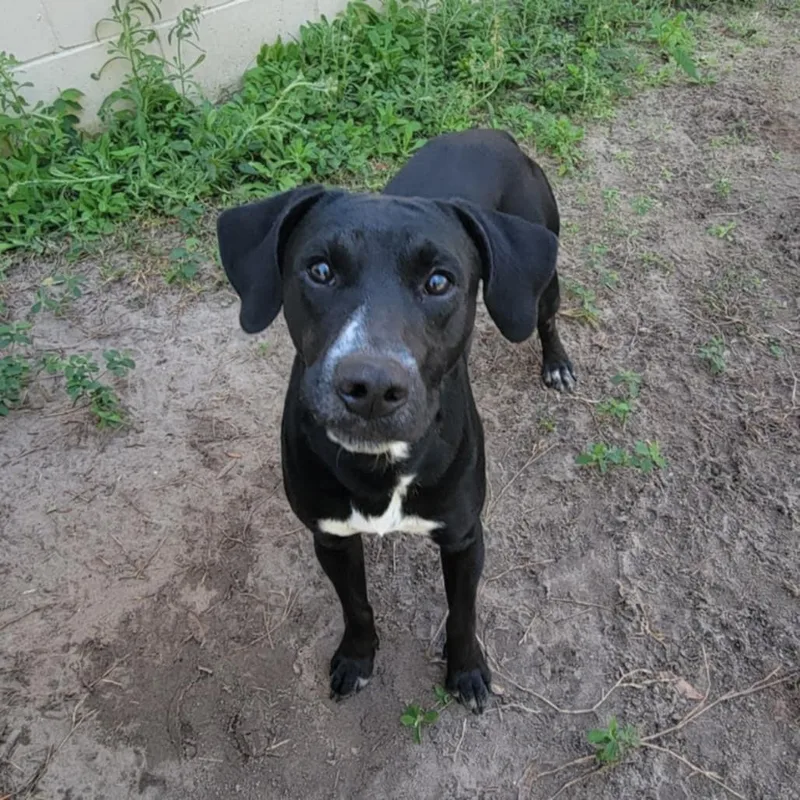 A young medium-sized male Black Labrador Retriever dog named Major Trained for adoption in Umatilla, FL