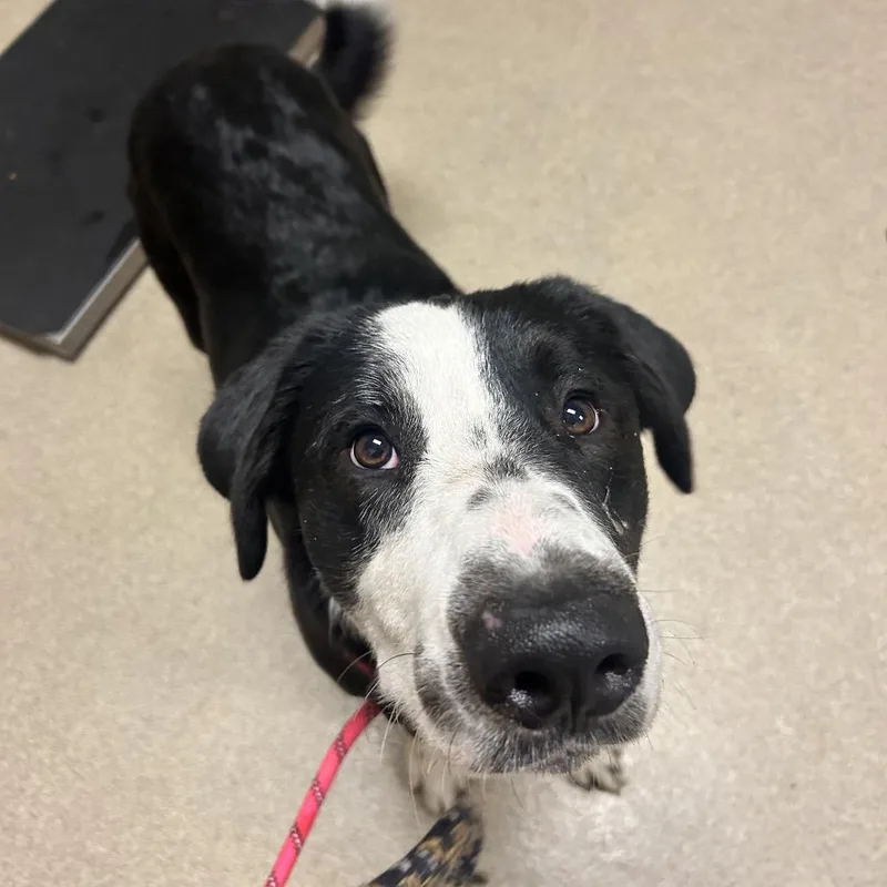 An adult large-sized male Black Border Collie dog named Liam for adoption in Bristol, IN