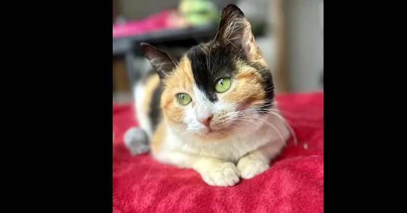 A young medium-sized female Domestic Short Hair cat named Mini for adoption in Chalfont, PA