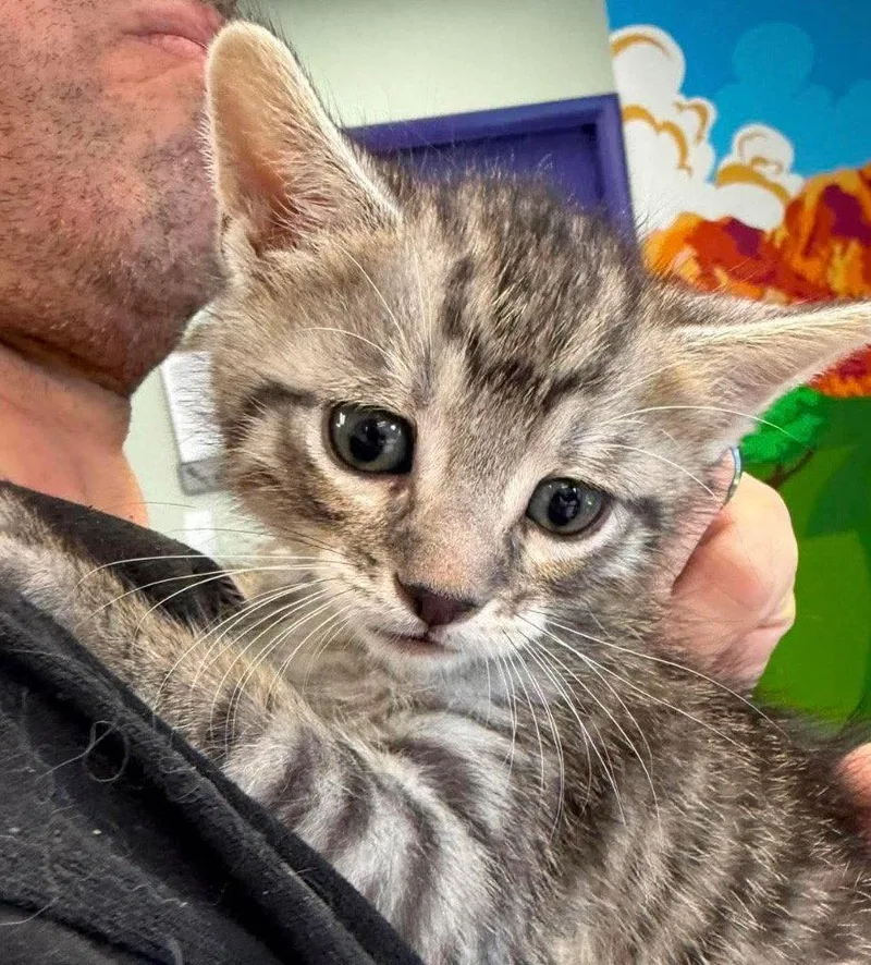 A baby small-sized male Domestic Short Hair cat named Sheldon for adoption in Saint George, UT
