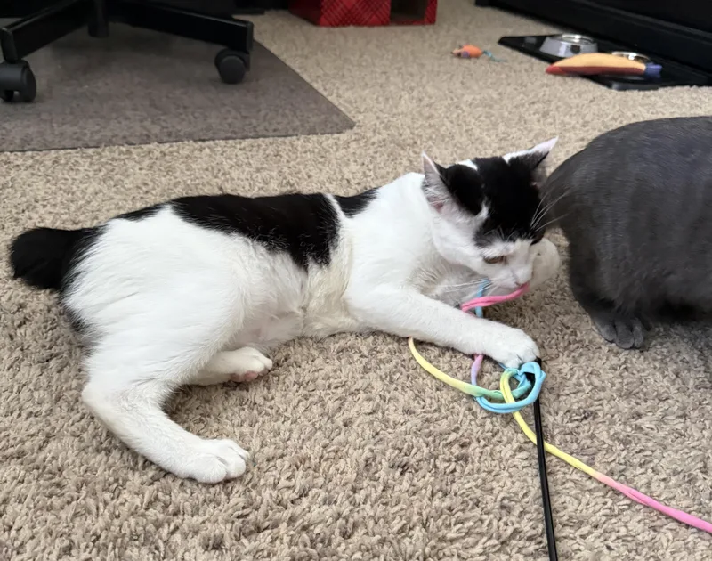 A baby medium-sized female Black & White / Tuxedo Domestic Short Hair cat named Panda for adoption in Mayfield, NY